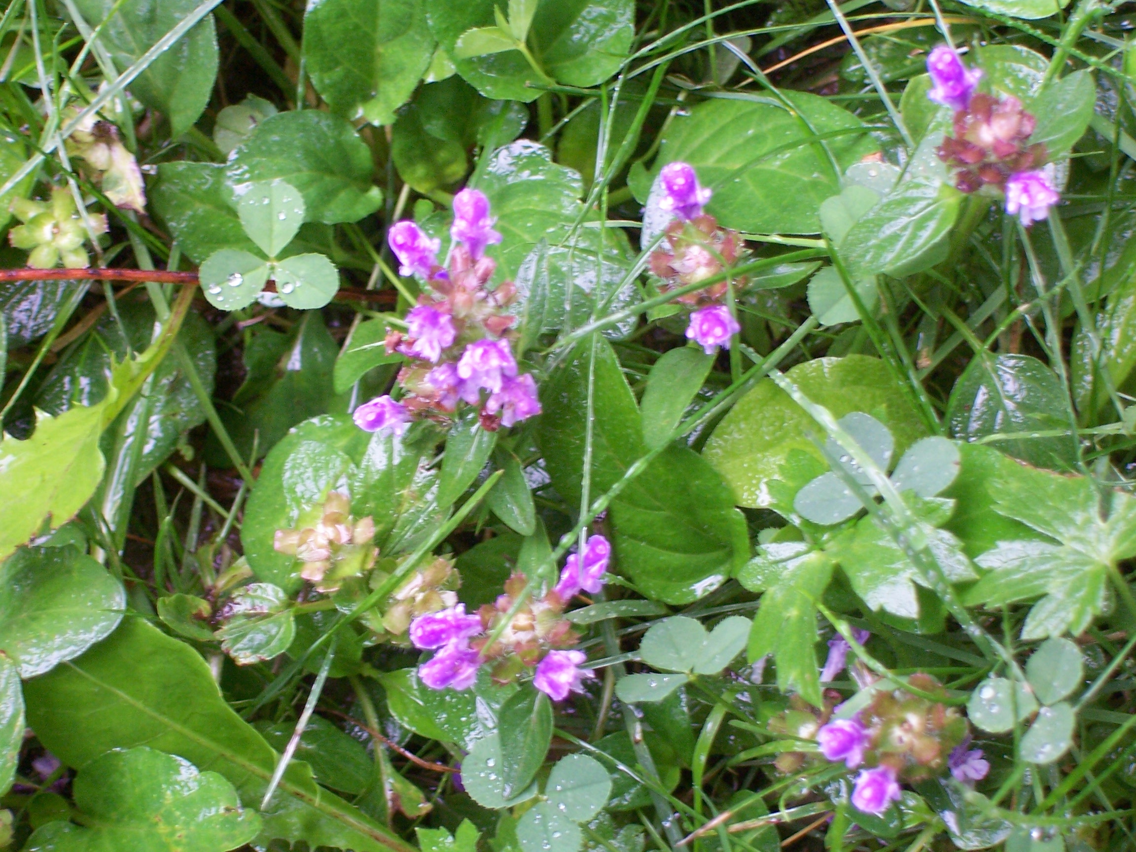 flowers in Yellowstone National Park